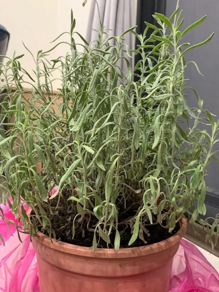 枯萎的植物