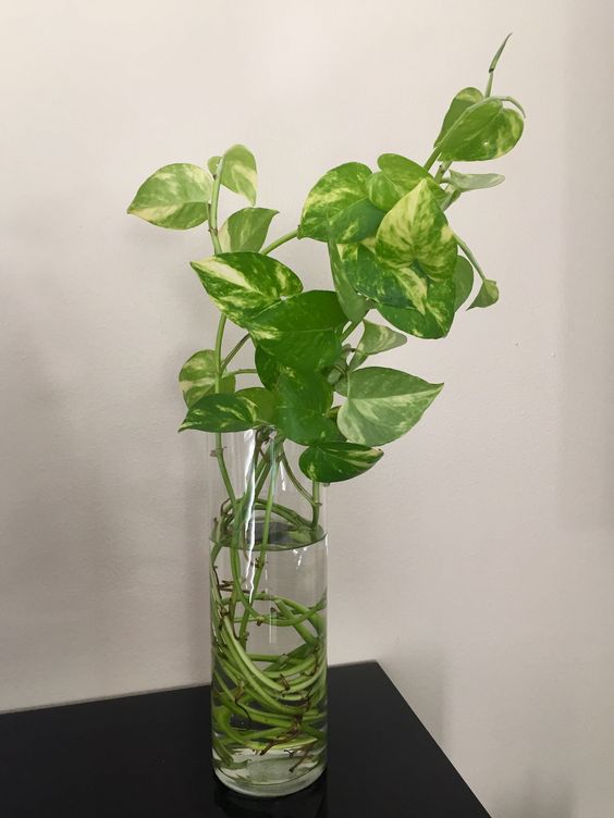 居家水种植物