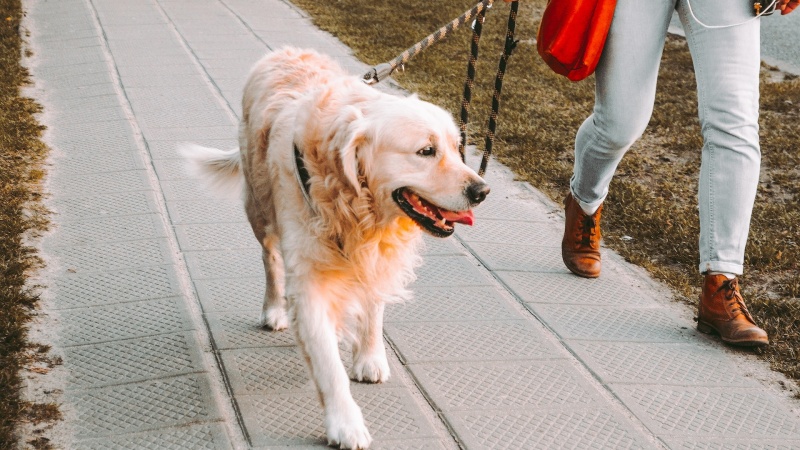 Dog Jogging