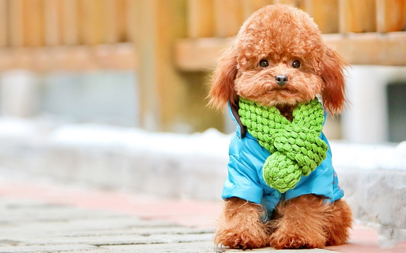 Dog