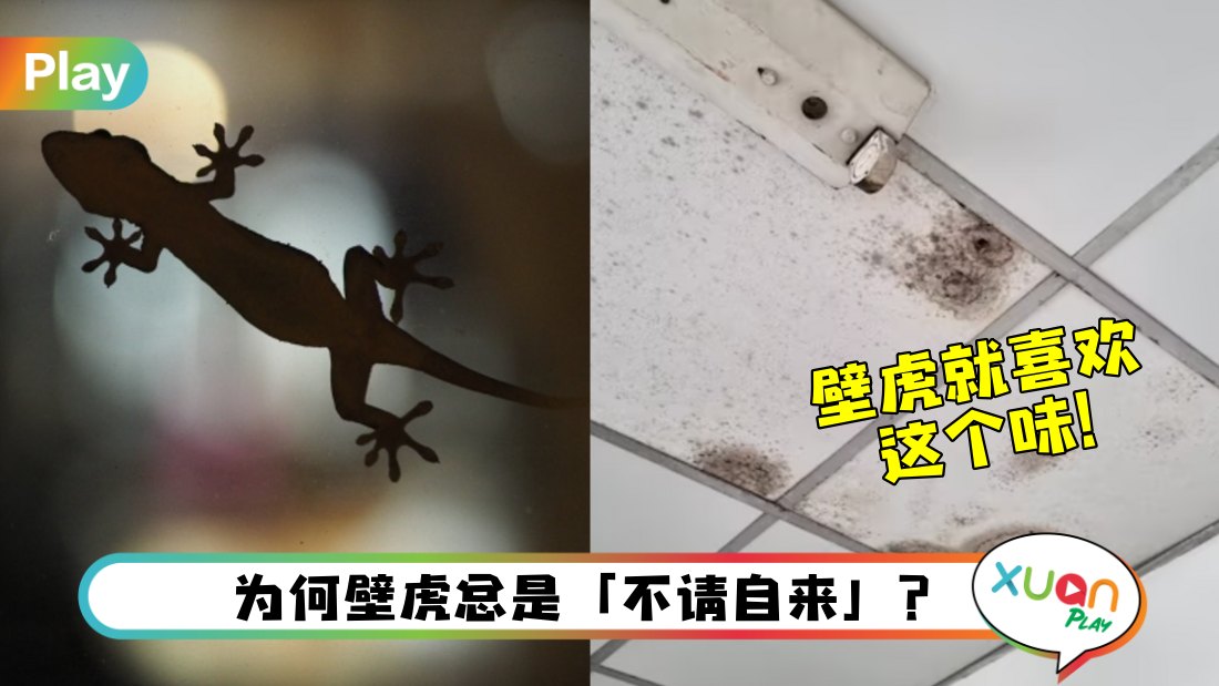 why-lizard-come-in-your-house.jpg