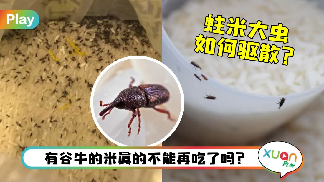 about-maize-weevil.jpg