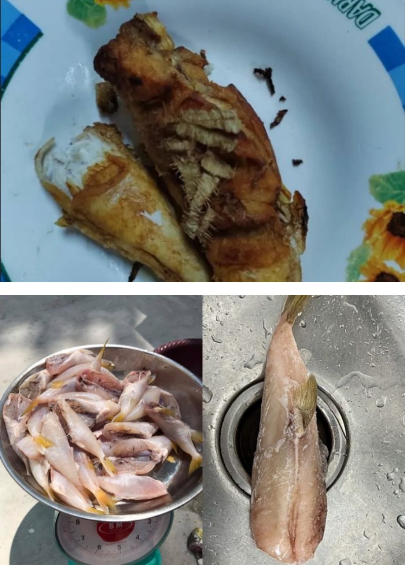 鸡腿鱼就是河豚