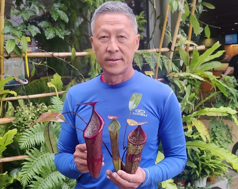 Nepenthes Species Of Genting Highlands