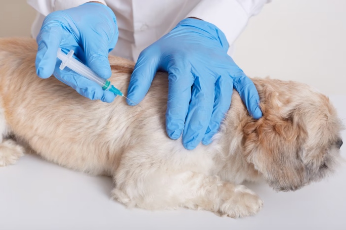 饲养的宠物都需要注射狂犬病疫苗