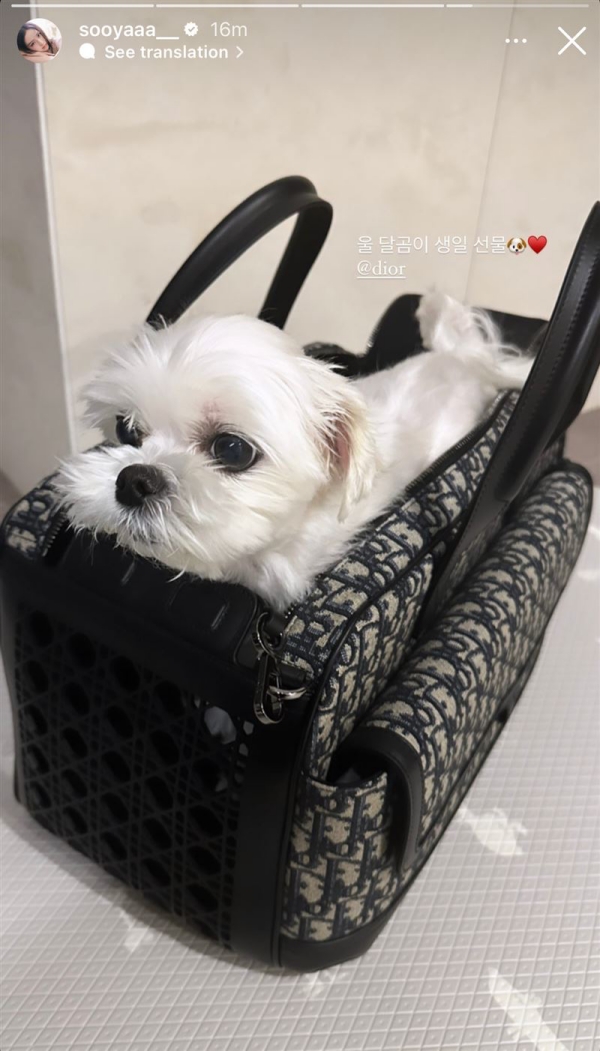 Jisoo送爱犬名牌生日礼物