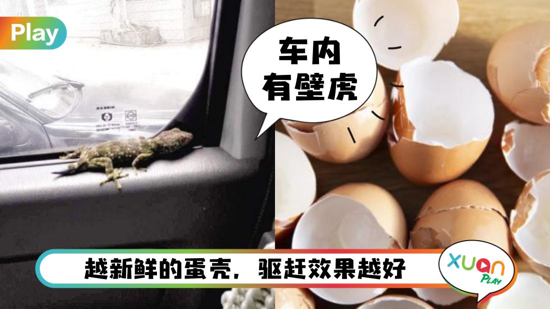 lizard-car-cover.png