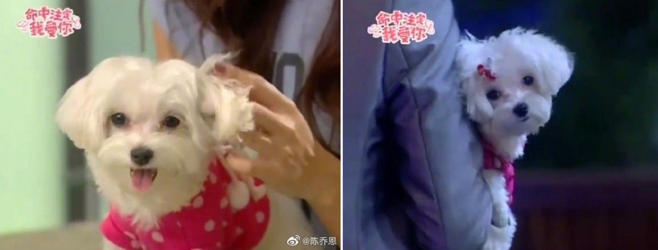 《命中注定我爱你》纪宝贝去世