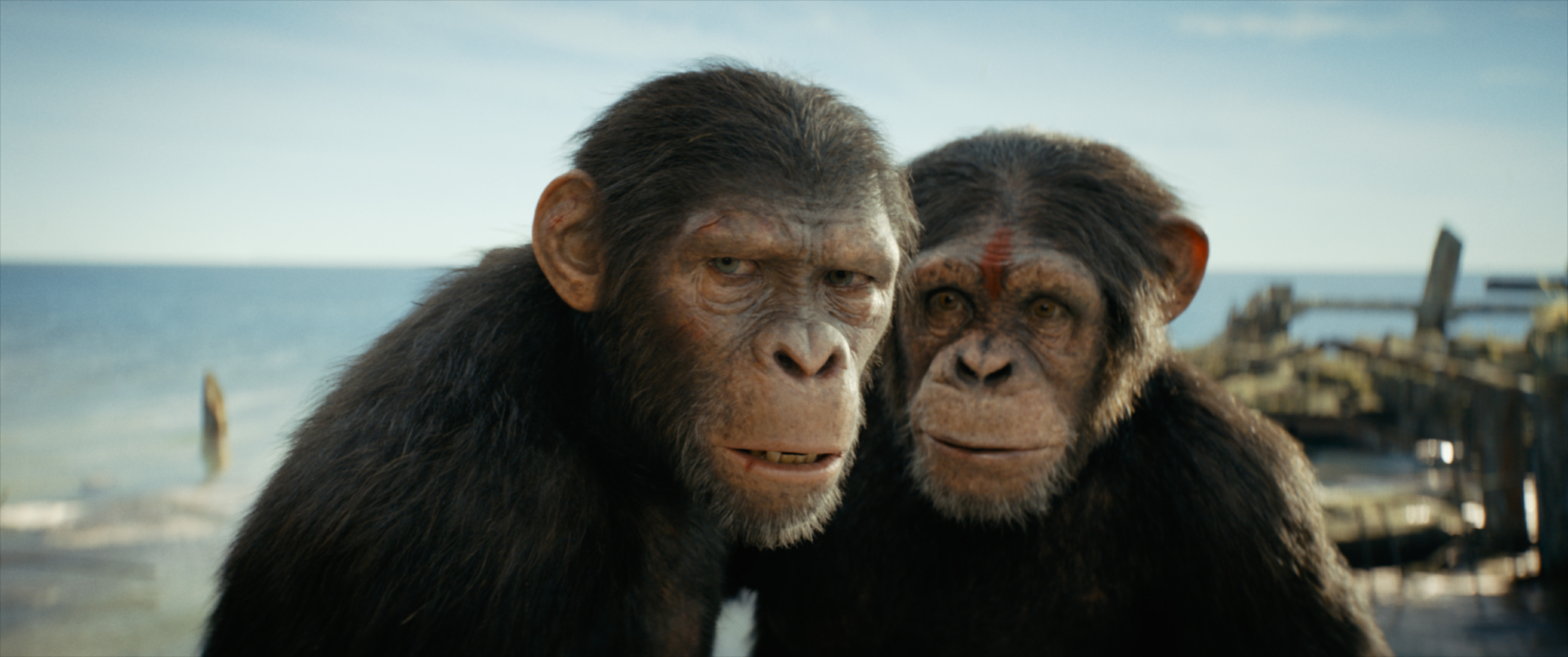 《Kingdom of the Planet of the Apes》影评