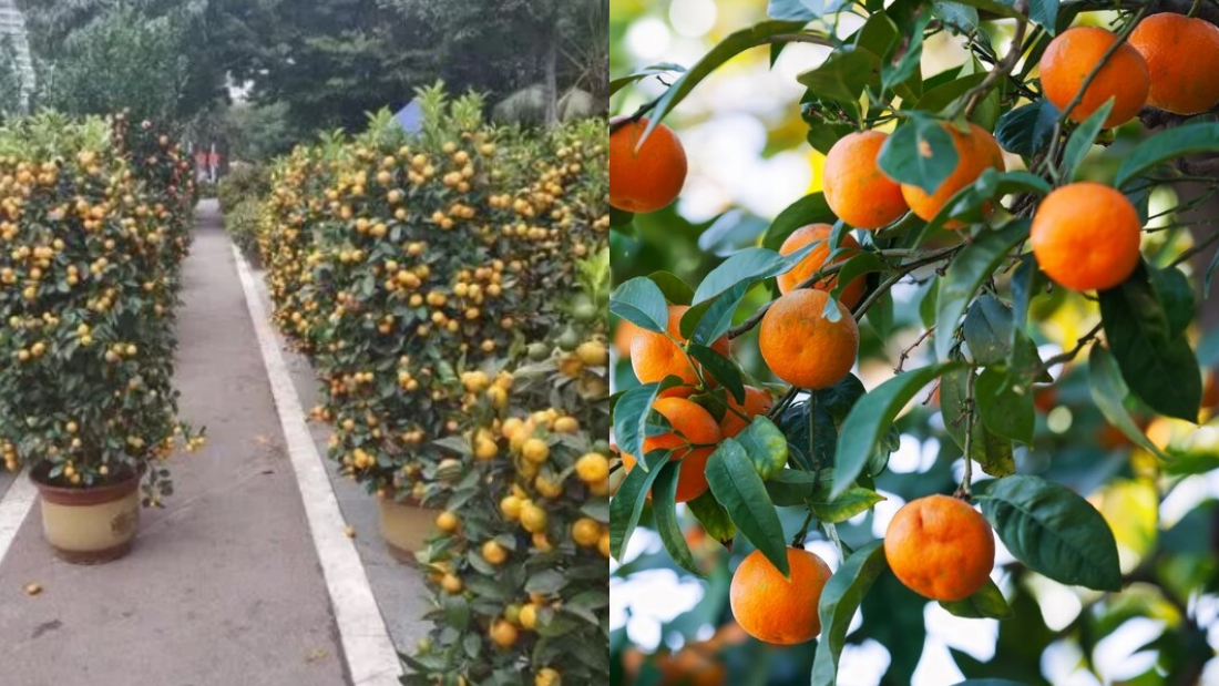 桔子树
