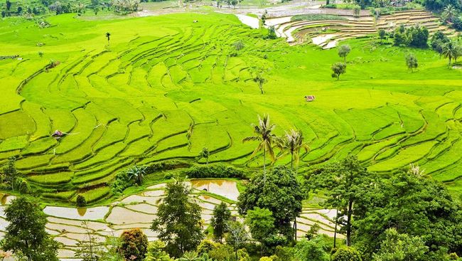 Indonesia Kalegowa