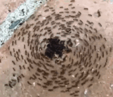 蚂蚁死亡漩涡