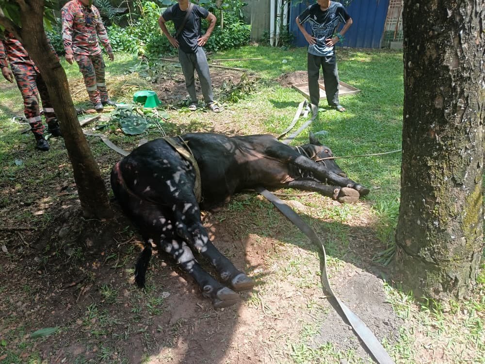 çåªè¢«åè½¦åèµ·ï¼