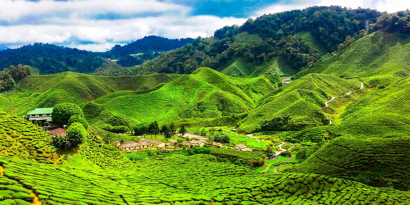 Cameron Highland